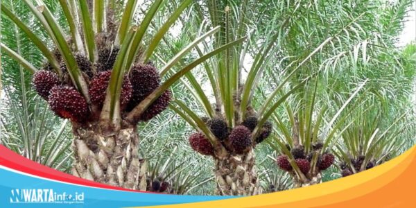 Malaysia Siap Mendukung RI Melawan Diskriminasi Sawit Eropa Malaysia